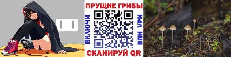 Псилоцибиновые грибы Psilocybine cubensis  Омск 